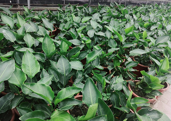 14年專(zhuān)注花卉景觀工程